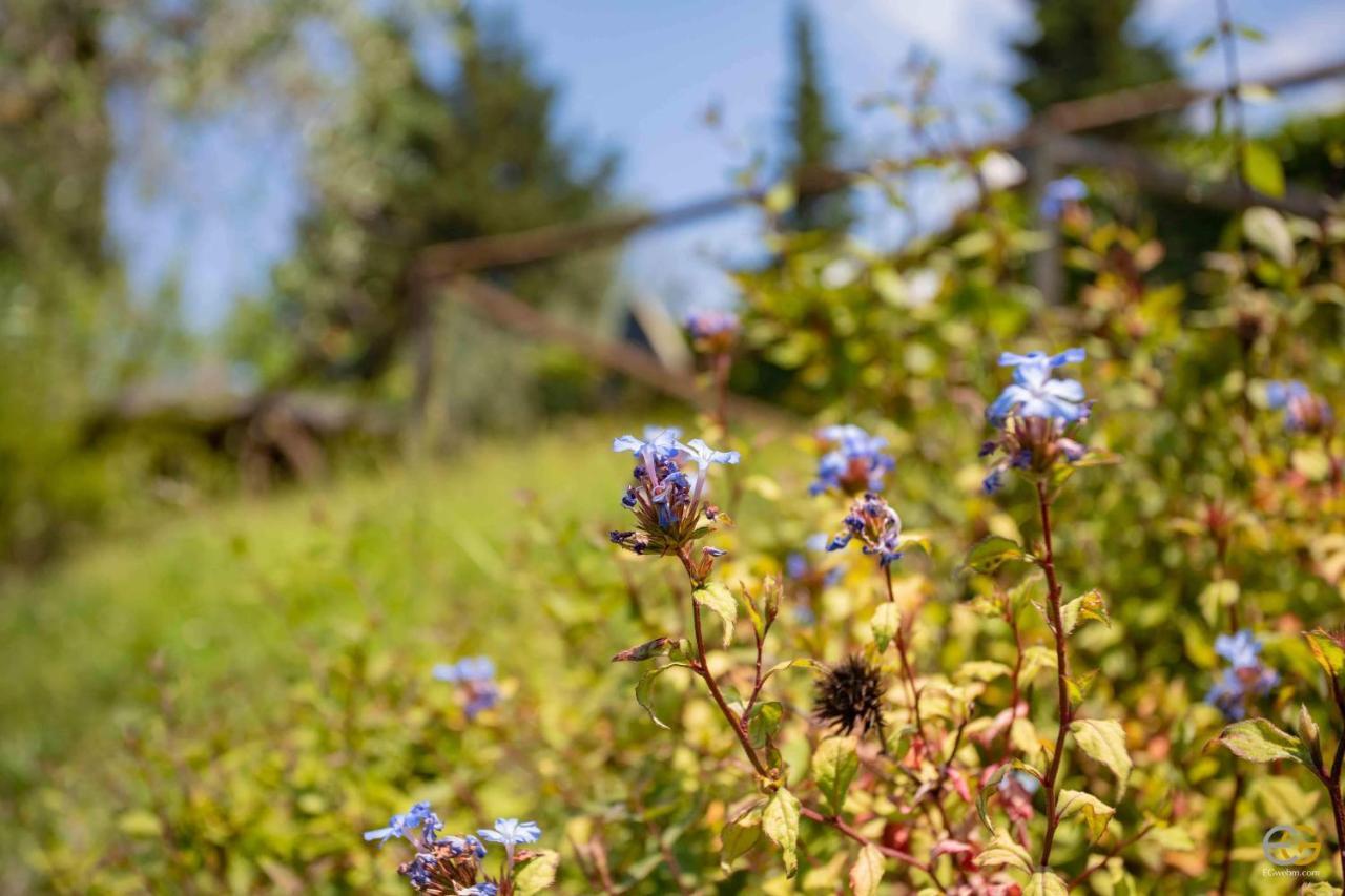 Terre Di Melazzano - Le Case Di Chiara Greve in Chianti Buitenkant foto
